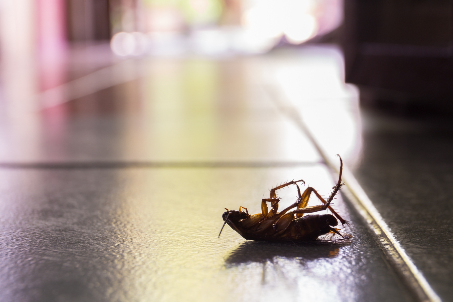 Cockroach Control, Pest Control in Holland Park, W11. Call Now 020 8166 9746