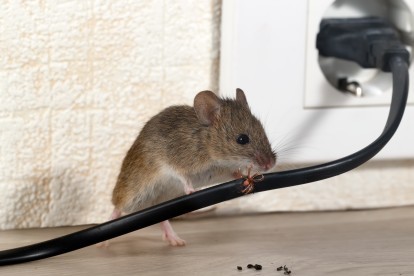 Pest Control in Holland Park, W11. Call Now! 020 8166 9746