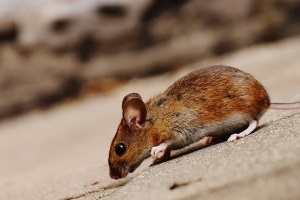 Mouse extermination, Pest Control in Holland Park, W11. Call Now 020 8166 9746