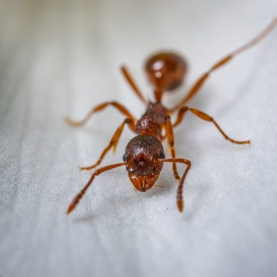 Field Ants, Pest Control in Holland Park, W11. Call Now! 020 8166 9746