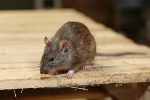 Rodent Control, Pest Control in Holland Park, W11. Call Now 020 8166 9746